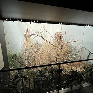 Tropical House - Bali Starling + Java Sparrow Aviary