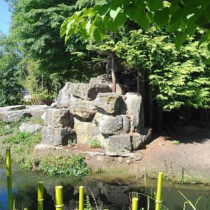 Bharal and binturong exhibit, 2022-06-28