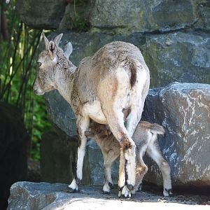 Bharal (Pseudois nayaur) ewe with lamb, 2022-06-28