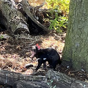 Tasmanian Devil