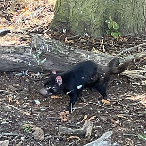 Tasmanian Devil