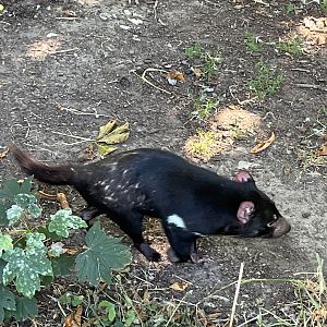 Tasmanian Devil