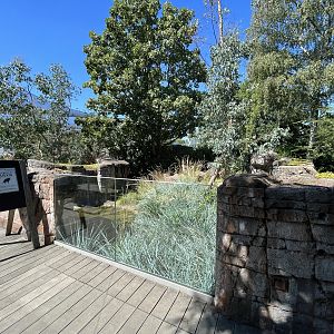 Tasmanian Devil Exhibit