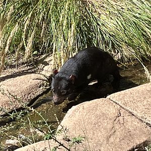 Tasmanian Devil