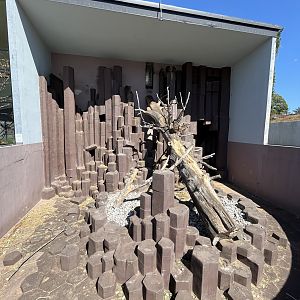 Hamadryas Baboon Exhibit -dreadful!