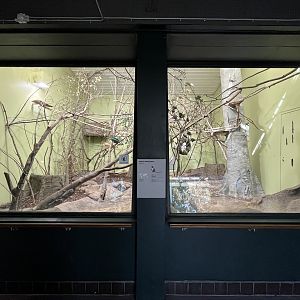 Northern Talapoin Exhibit