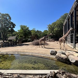 Giraffe Exhibit - dust bowl