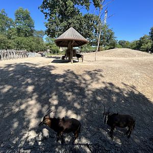 African Savanna - dust bowl