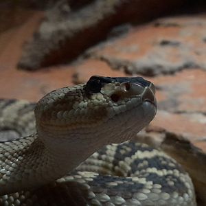 Northern black-tailed rattle snake (Crotalus molossus molossus)