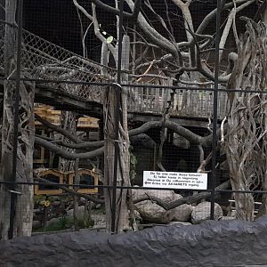 Ring tailed lemur walk through