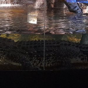 Cuban crocodile (Crocodylus rhombifer)