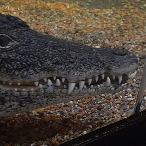 Cuban crocodile (Crocodylus rhombifer)