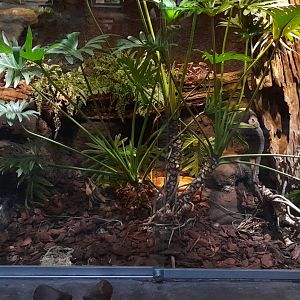 Gabon viper terrarium