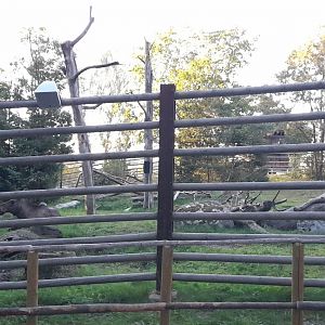 One of the two Eurasian moose enclosure