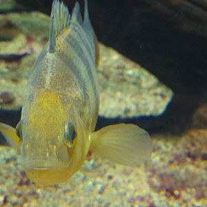 European perch (Perca fluviatilis)