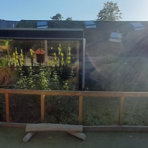 Guinea pig outdoor yard