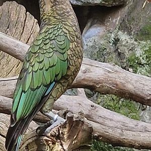 Kea