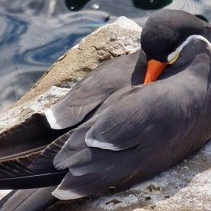 Inca tern