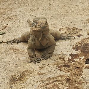 Rhinoceros iguana