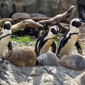 African penguins