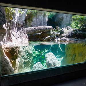 Aug. 2022 - North America: Streamside - River Otter Exhibit
