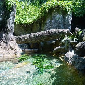 Aug. 2022 - North America: Streamside - River Otter Exhibit