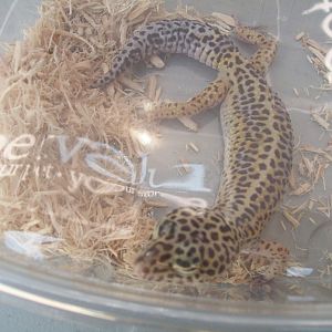 Leopard gecko