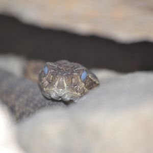 Prairie Rattlesnake