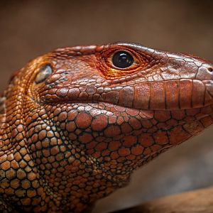 Caiman Lizard