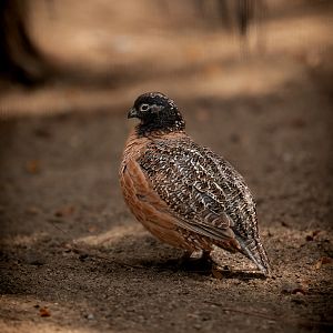 Masked Bobwhite Quail