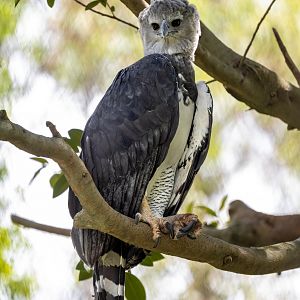 Harpy Eagle