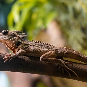 Boyd’s Forest Dragon