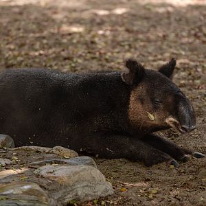 Mountain Tapir