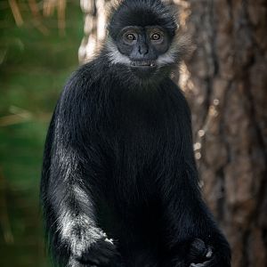 Francois’ Langur