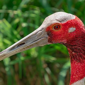 Sarus Crane