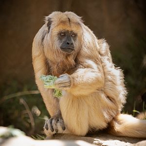 Black Howler Monkey(female)