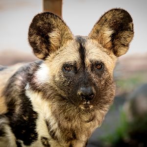African Painted Dog