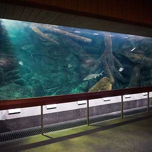 Aug. 2022 - North America: Streamside - Freshwater Fish Exhibit