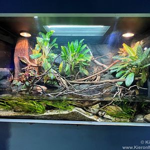 Chinese crocodile lizard Exhibit