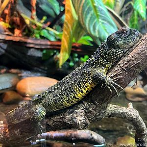 Chinese crocodile lizard
