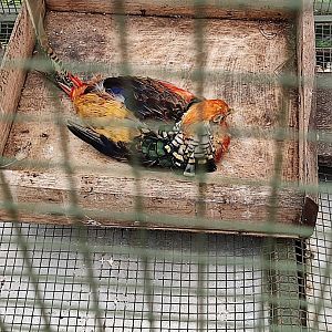 Lady Amherst's Pheasant (Chrysolophus amherstiae)