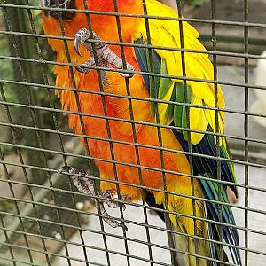 Sun Conure (Aratinga solstitialis)