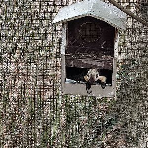 Black Giant Squirrel (Ratufa bicolor)