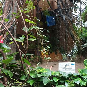 First Red footed Tortoise and Common Marmoset Enclosure