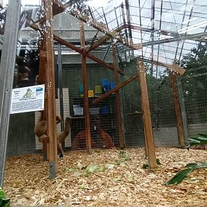 White handed Gibbon Indoor Enclosure