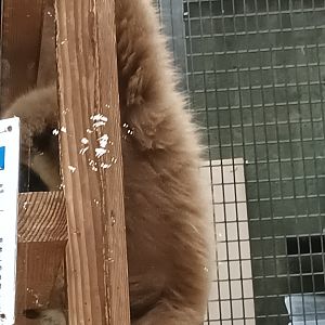 White handed Gibbon and Signage