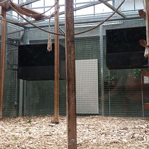 Brown Spider Monkey Indoor Enclosure