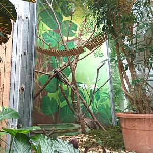 Second Red footed Tortoise and Common Marmoset Enclosure