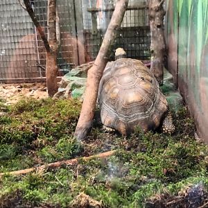 Red footed Tortoise