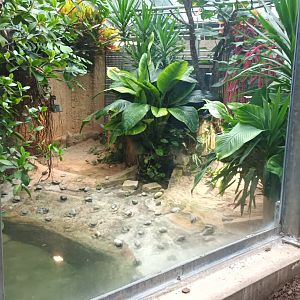 Spectacled Caiman Enclosure